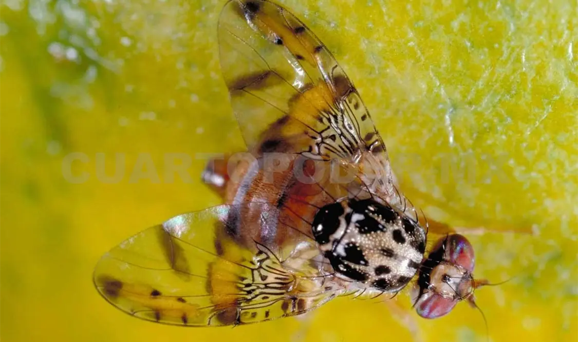 Mosca del Mediterráneo, plaga que afecta el campo chiapaneco. Cortesía