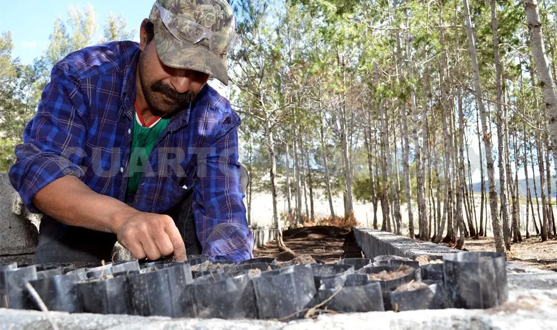Ley de Desarrollo Forestal prevé conservación