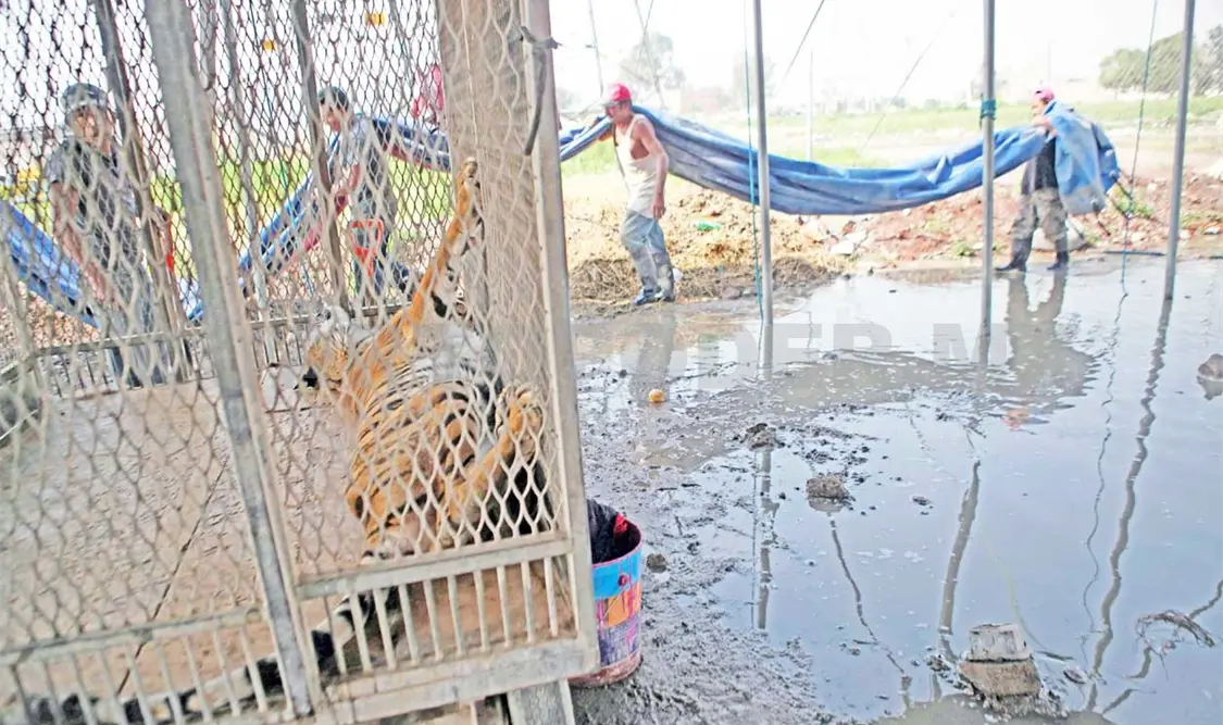Circo Hermanos Cedeño da última función con animales
