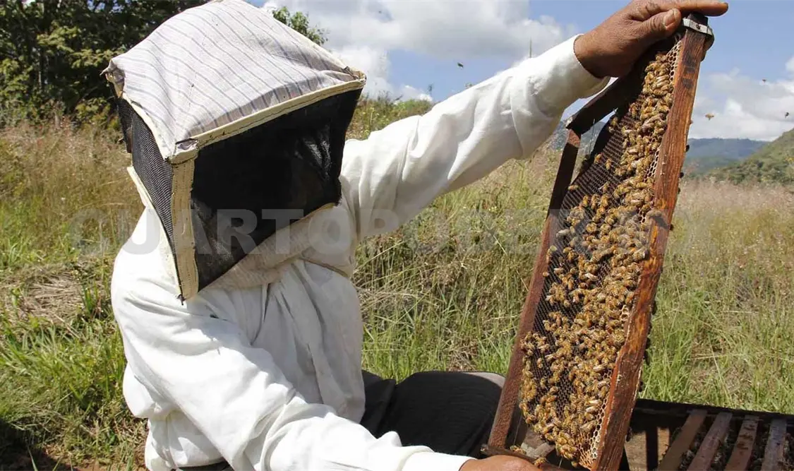 Destacan producción de miel