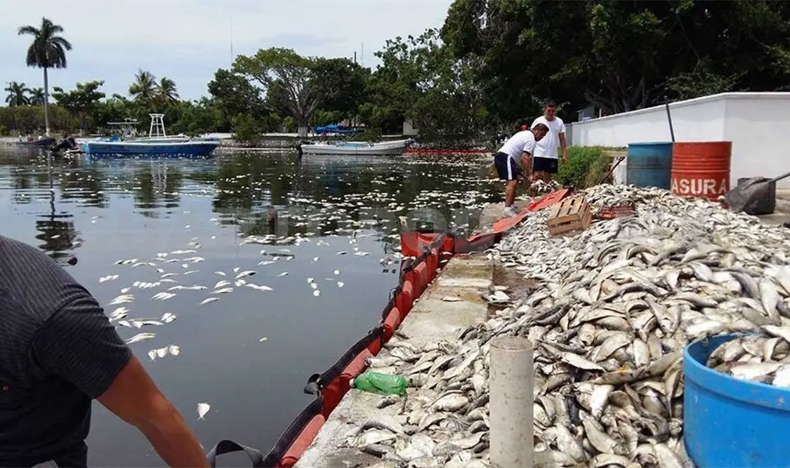 Aparecen cientos de peces muertos