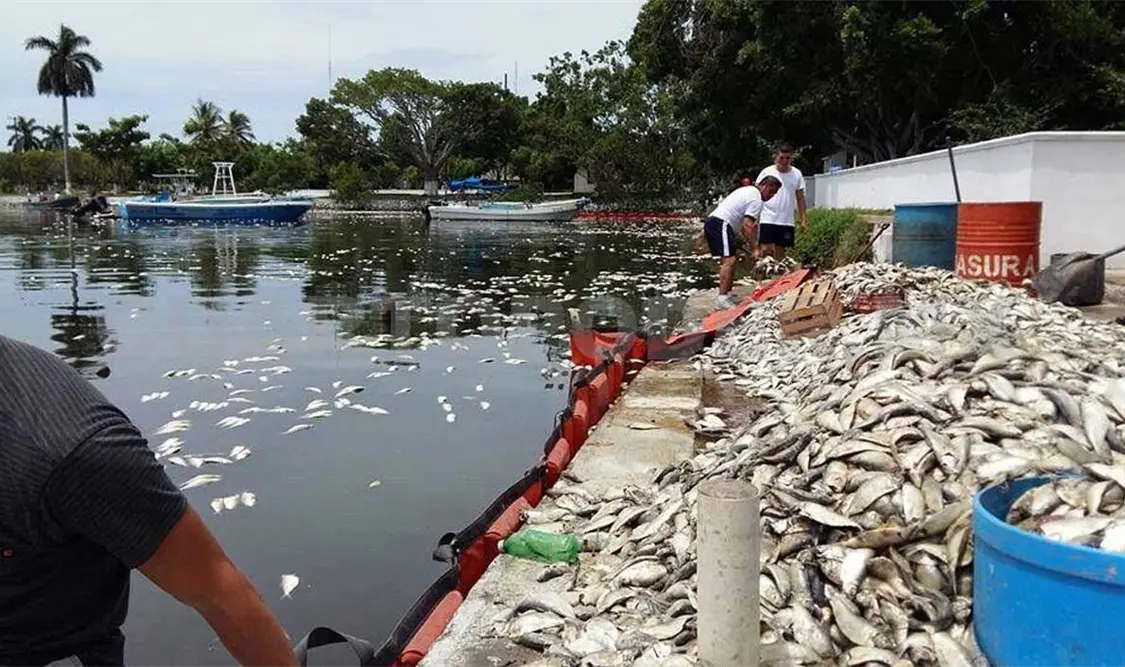 Investigan mortandad de peces