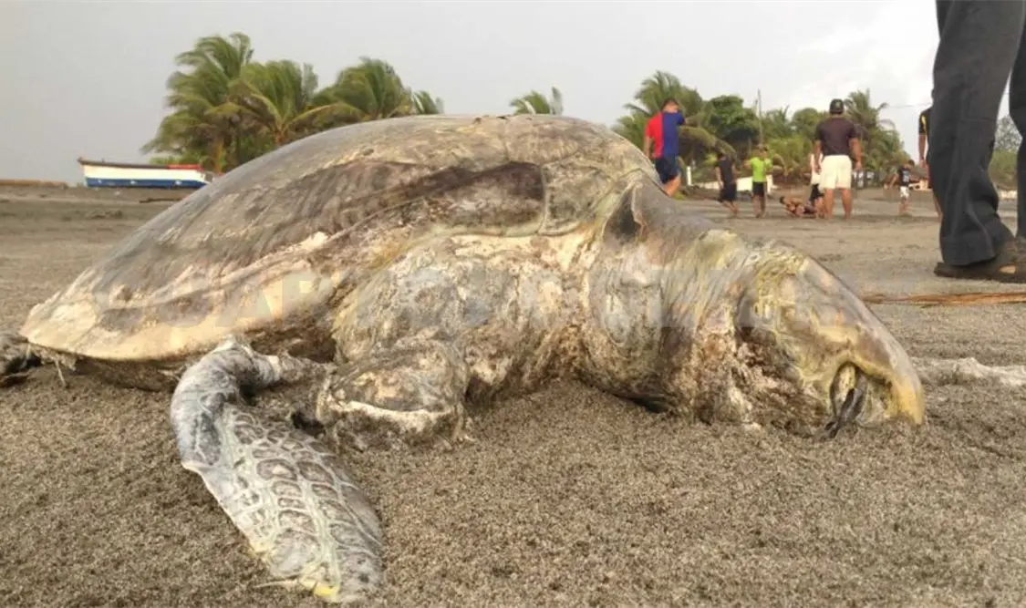 Aparecen muertas tortugas en playas