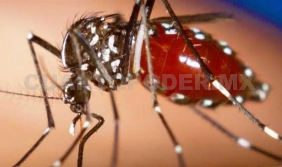 Confirman 524 casos de chikungunya