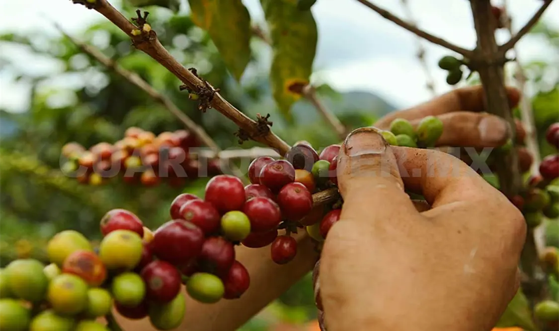 Cambio climático afecta la producción