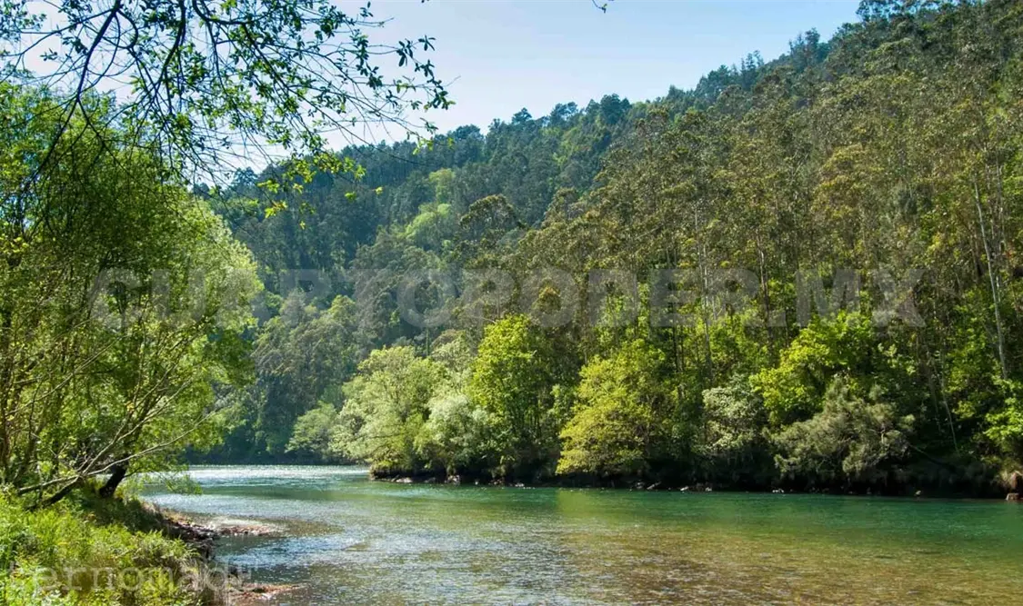 Piden proteger bosque