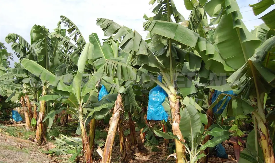 Reinician plataneros exportación de producto