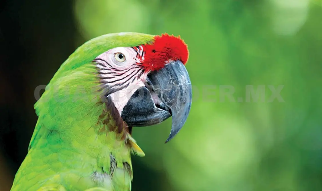 Reproducirán guacamaya verde