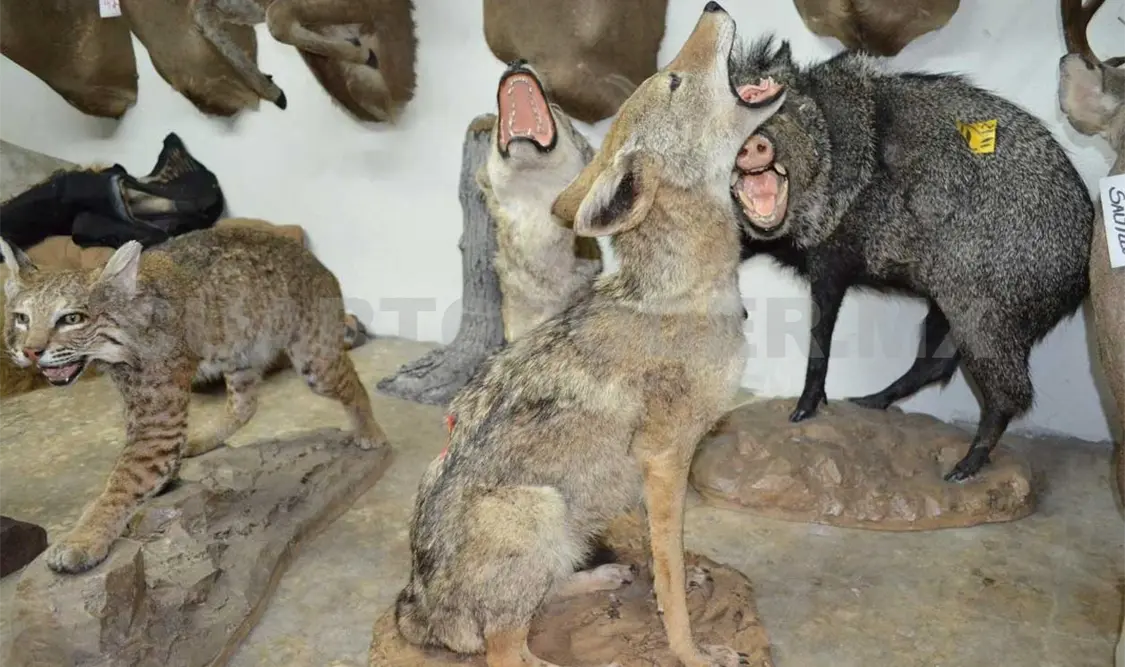 Taxidermia, con fines educativos y ambientales