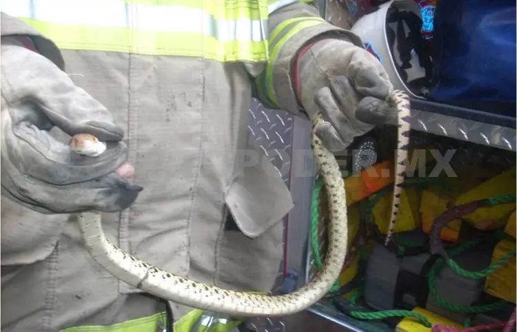 Víbora causa pánico en casa del barrio San Ramón