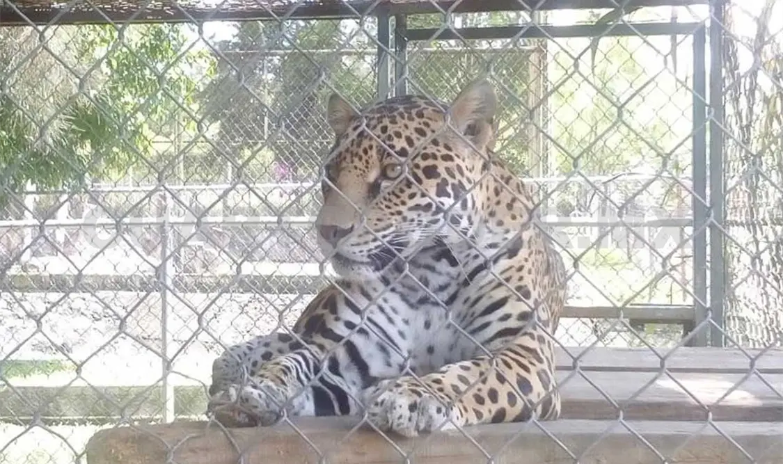 Profepa asegura 16 animales de Zoológico