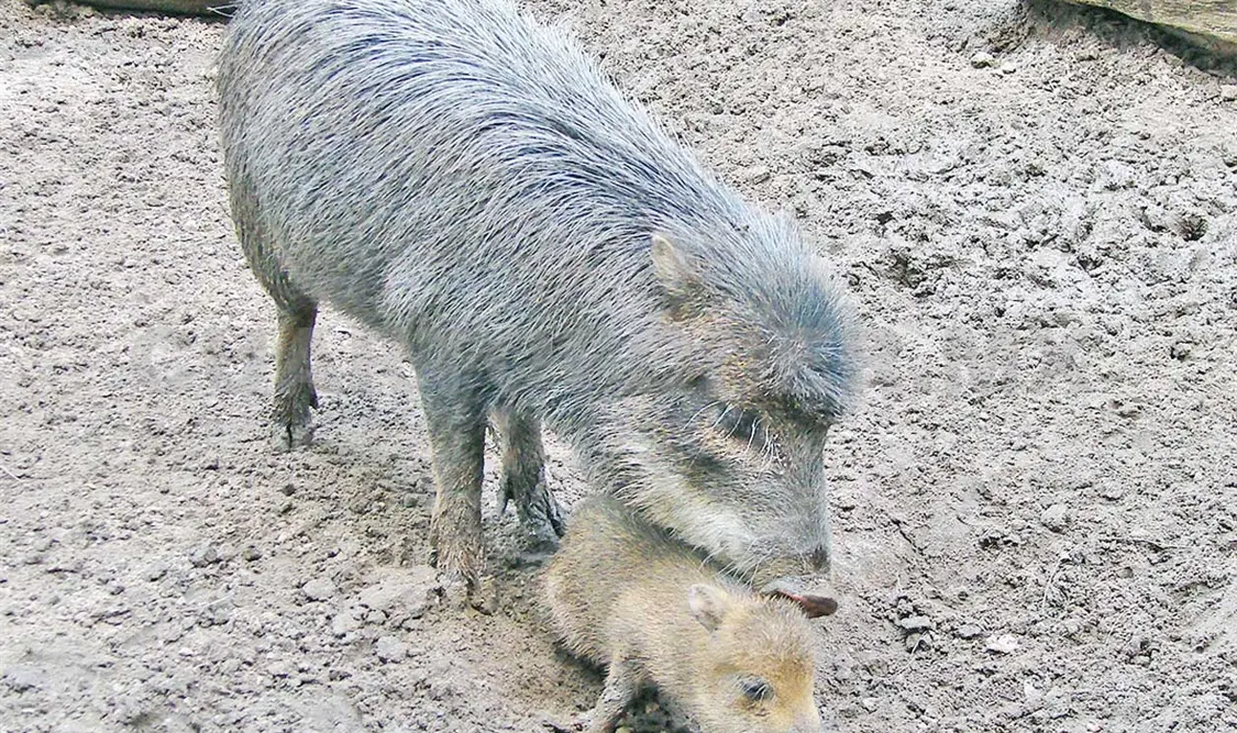 Pecarí labios blancos, está en peligro