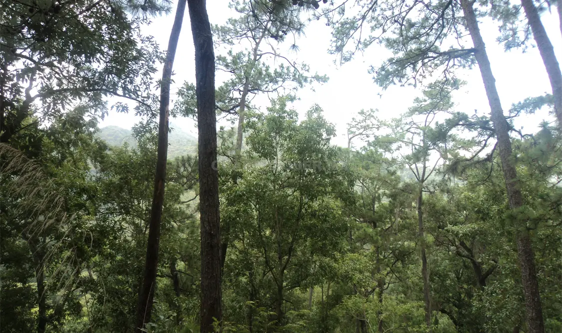 Los participantes deben elegir una especie forestal que se encuentre en el ecosistema de la región donde viven o que sea representativo de la comunidad. Diana Ramírez / CP.