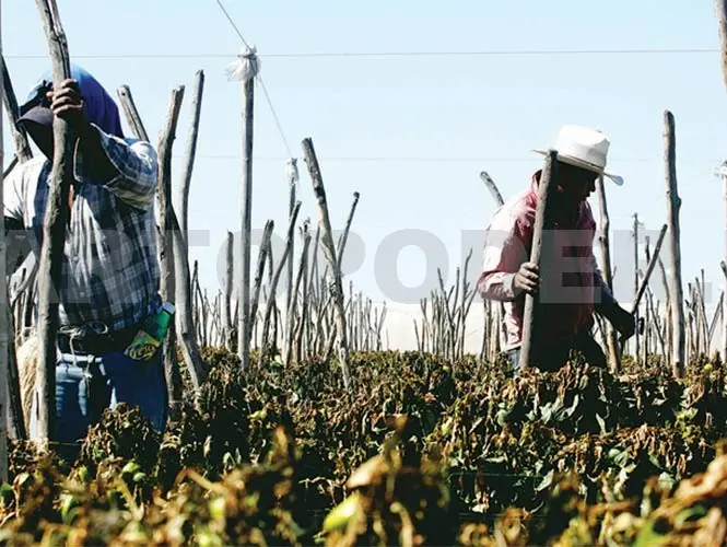 Reclaman labriegos pagos atrasados a la Secretaría del Campo. CP
