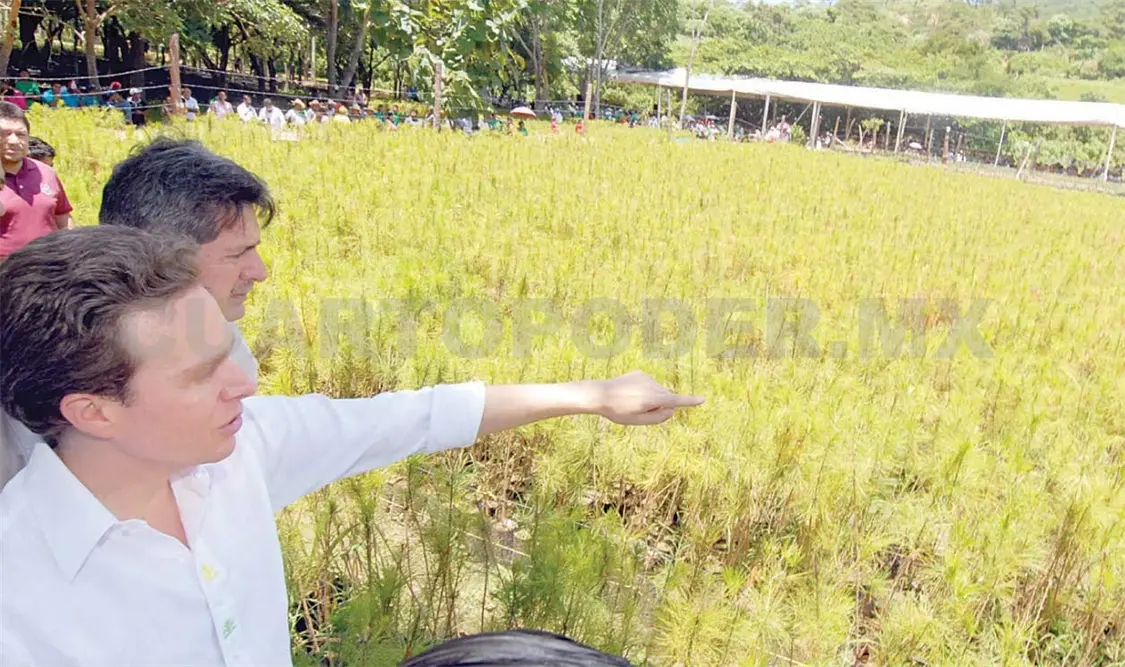 Producen 18 millones de plantas para reforestación