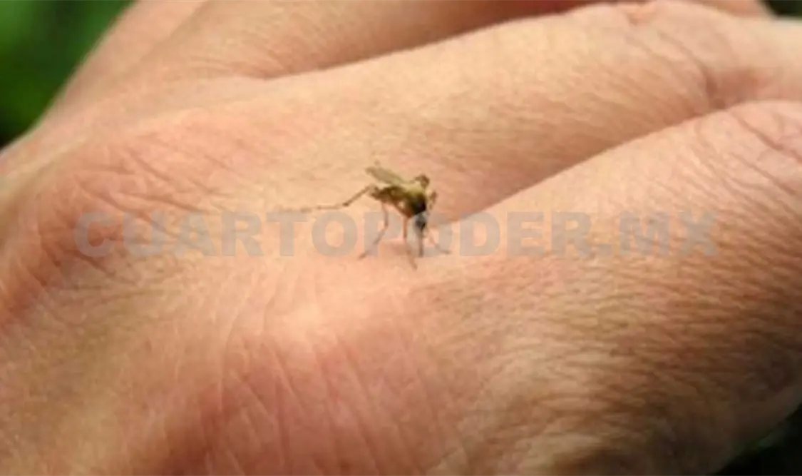 Presentan informe oficial de chikungunya