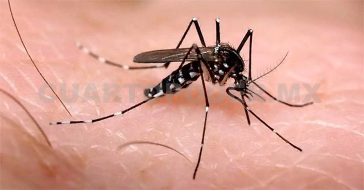 Confirman tres mil 306 casos de chikungunya