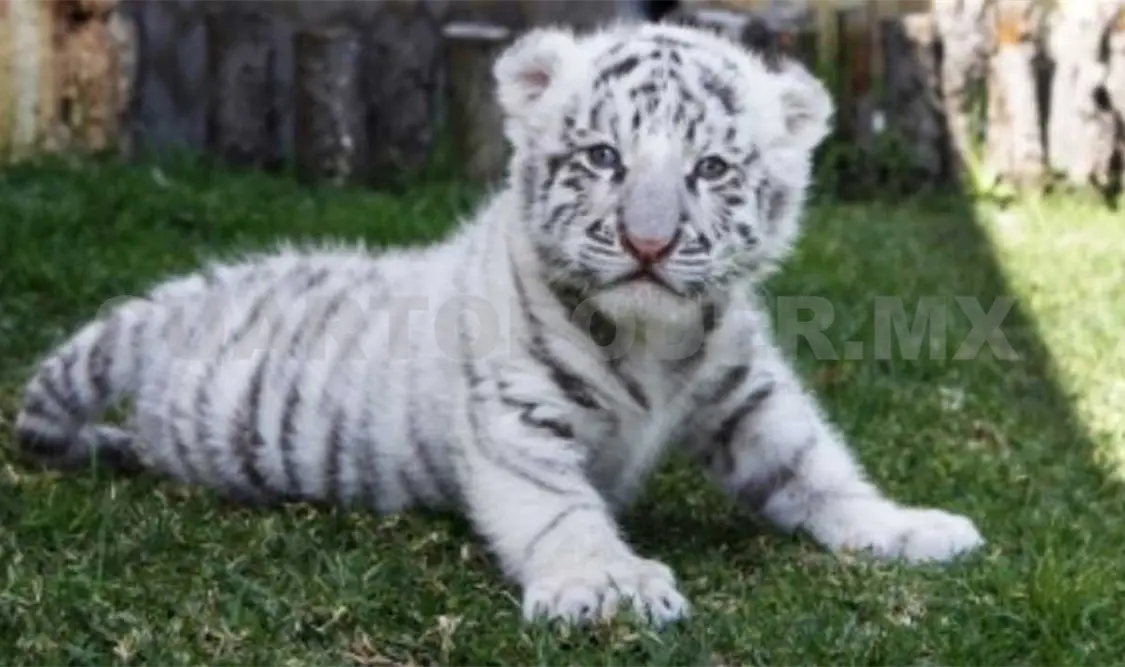 Nacen 5 felinos en peligro de extinción
