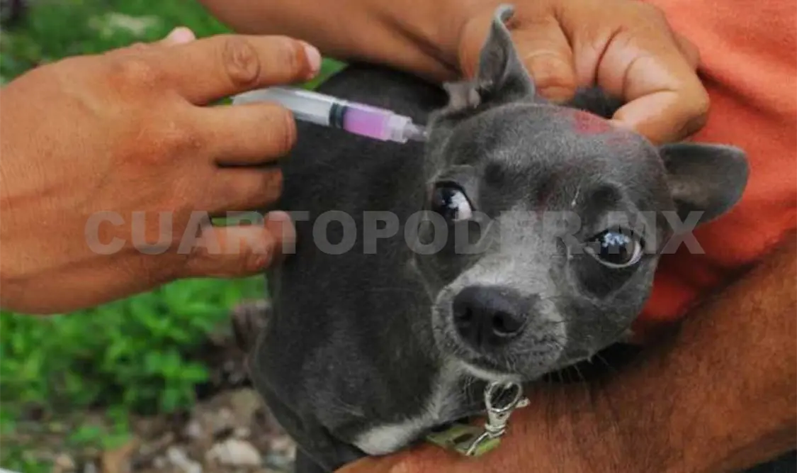 Los brigadistas han vacunado de manera gratuita a un total de 6 mil 255 mascotas. Cortesía