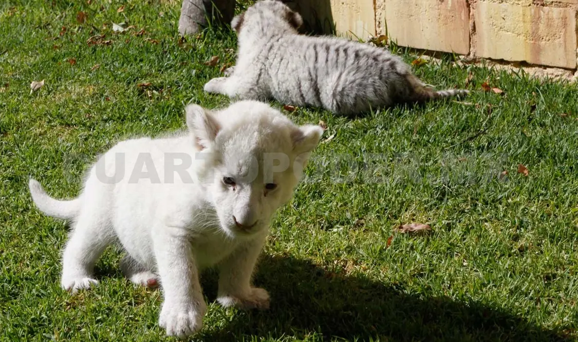 Felinas, a zoológicos de Latinoamérica