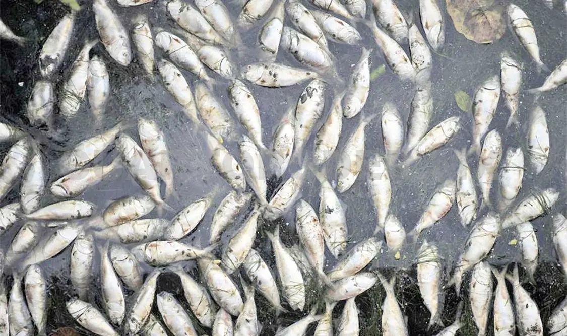 Aparecen miles de peces muertos en laguna