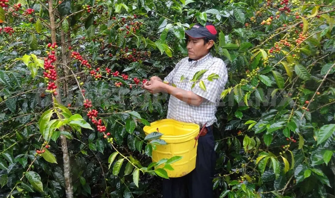 Anuncian creación de Citycafé