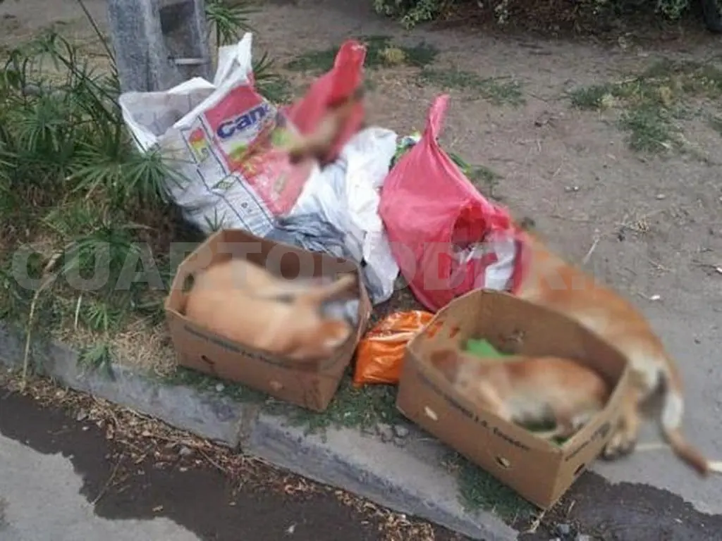 Importante que la ciudadanía deposite su basura en los lugares y horarios establecidos. CP