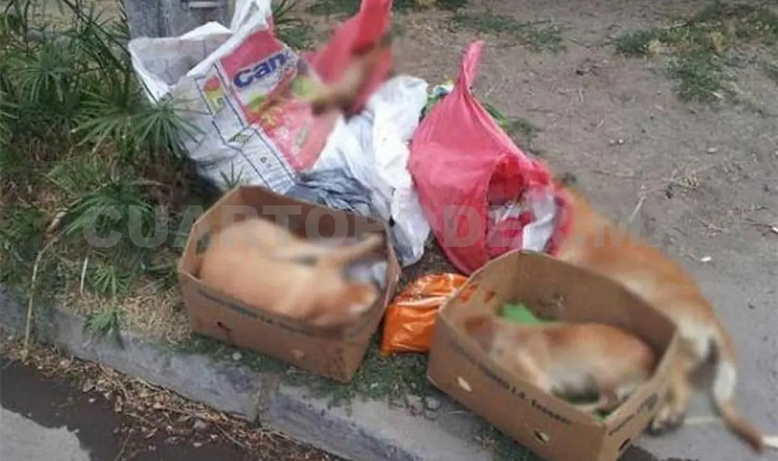 Carroña en vía pública encabeza denuncias