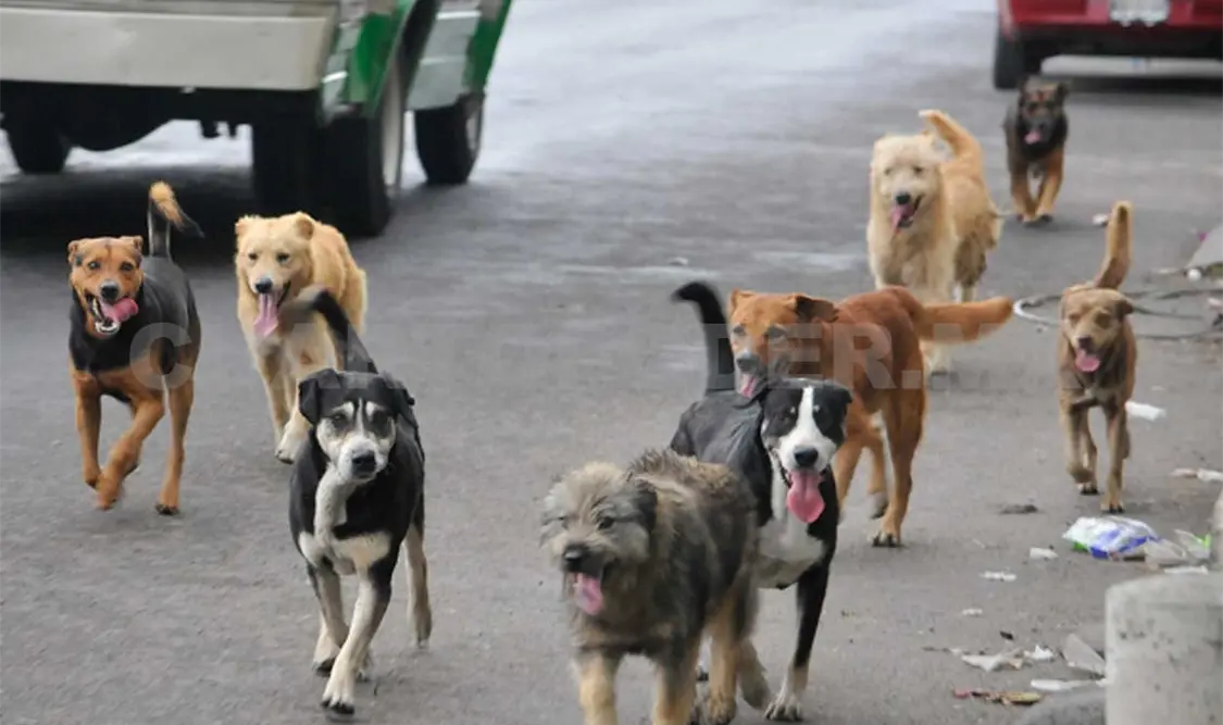 Control animal, prioridad en Tuxtla