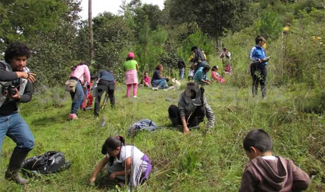Sociedad Istmeña se suma a la campaña de reforestación
