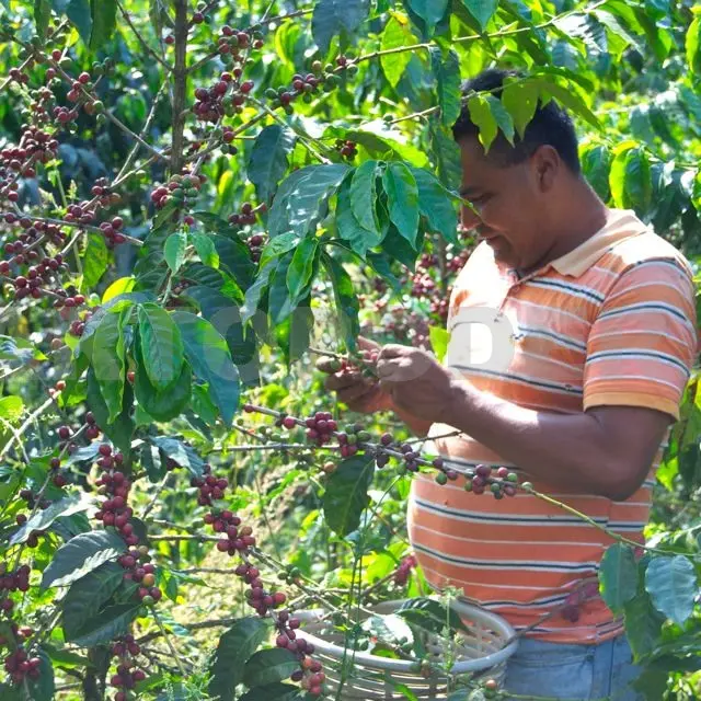 A finales del mes de noviembre se estarán entregando unas 100 mil plantas * CP.