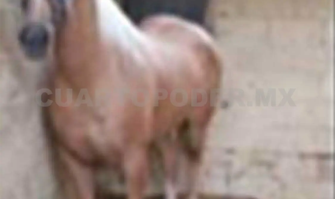 Asegura PGR caballos de carreras a Zetas