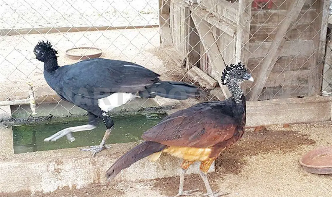 Hocofaisanes llegarán a El Triunfo