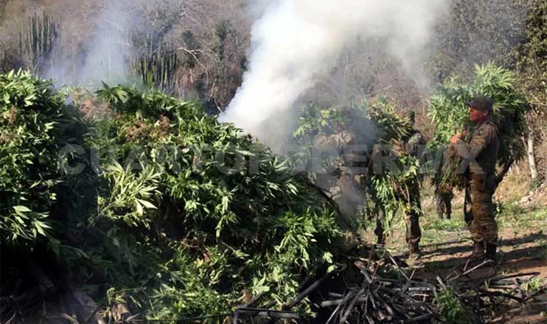 Destruyen plantíos de marihuana en la Sierra