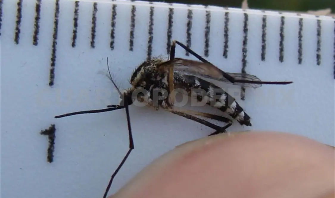Los mosquitos Aedes aegypti y Aedes albopictus son los responsables del contagio. CP