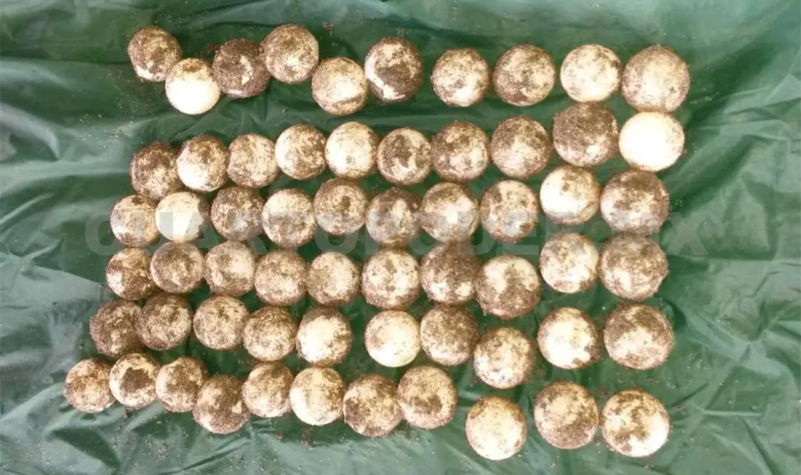 Combaten robo de huevos de tortuga golfina