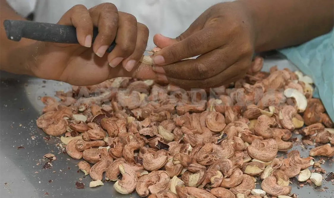 Crece demanda de semilla de marañón en el mercado