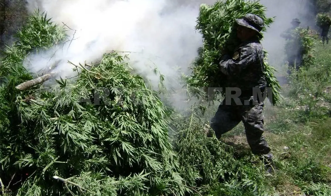 Destruyen 22 plantíos de marihuana en Pueblo Nuevo