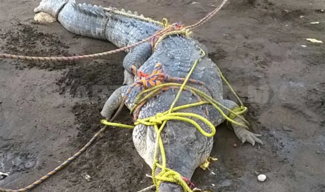 El saurio fue atrapado y atado por pobladores, a quienes el reptil les provocaba afectaciones. Cortesía