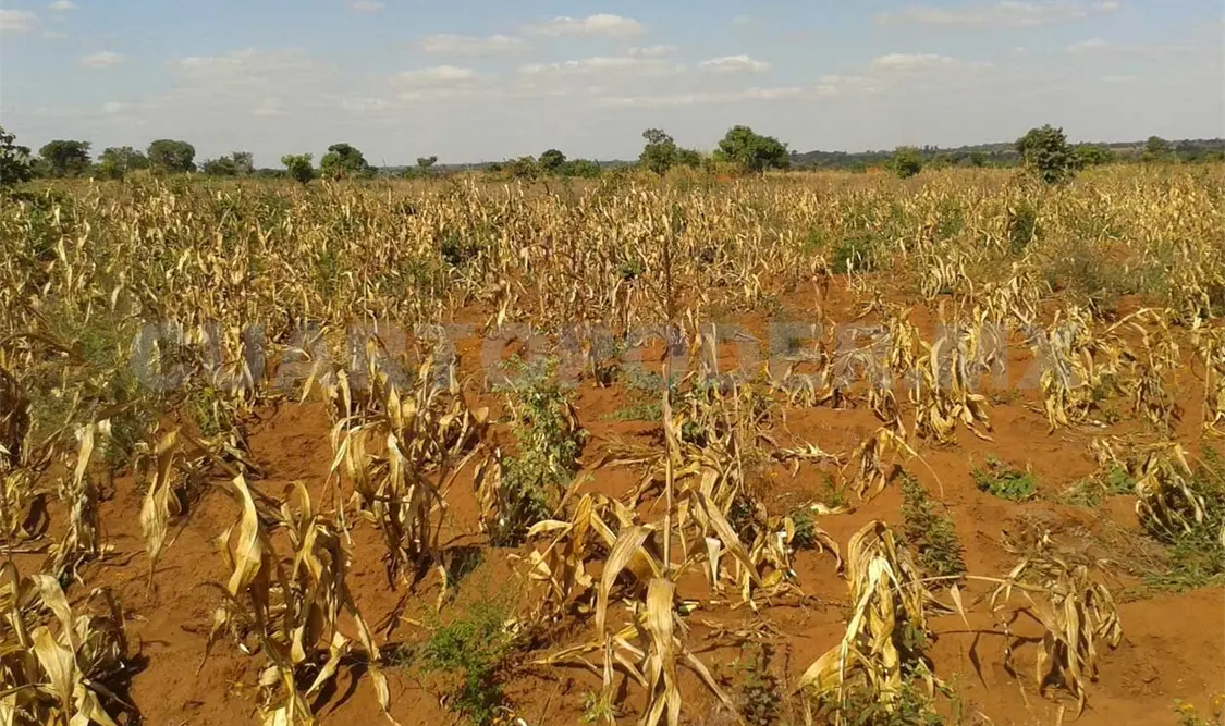 El Niño podría afectar la seguridad alimentaria. CP
