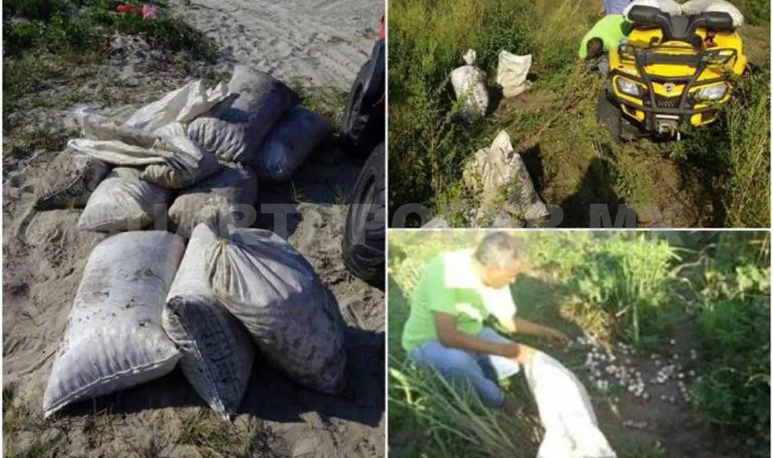 Profepa recupera 15 mil huevos de tortuga