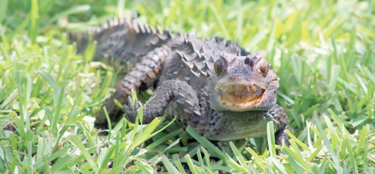 Chiapas cuenta con granja de cocodrilos