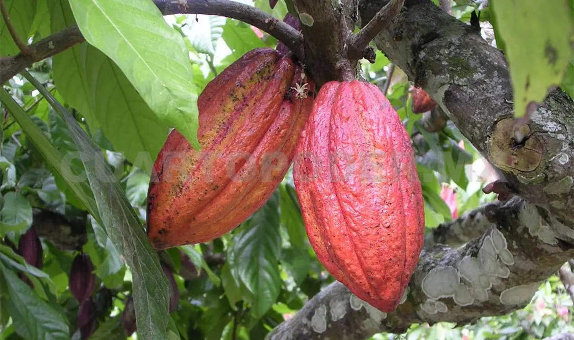 Persiste contrabando de cacao de Guatemala