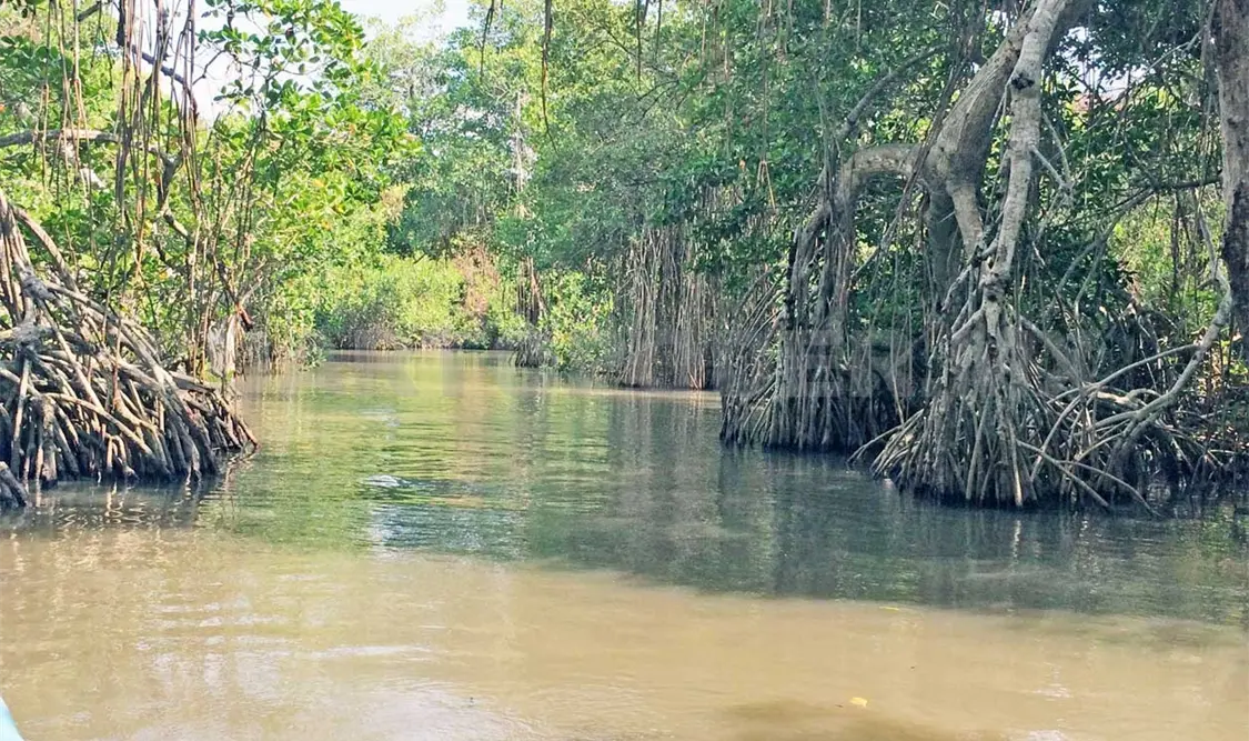 Manglares reaccionan y se adaptan al cambio climático