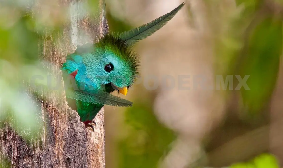 Reserva El Triunfo, un pulmón de Chiapas