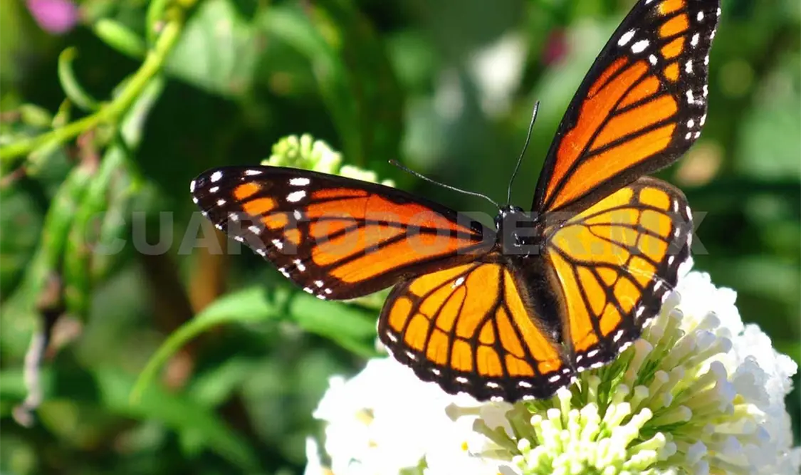 Registran llegada de mariposas monarcas