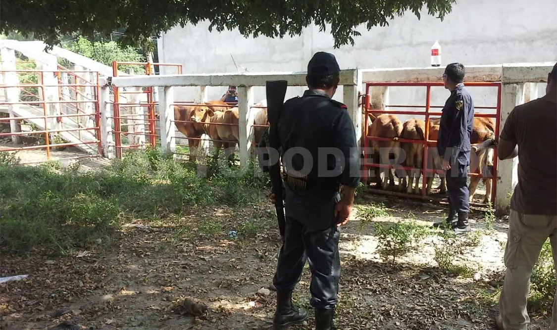 Fuerzas rurales recuperan ganado robado