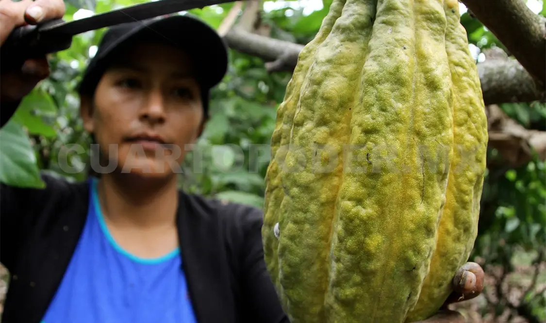 Tabasco y Chiapas, principales productores de caco. Agencias