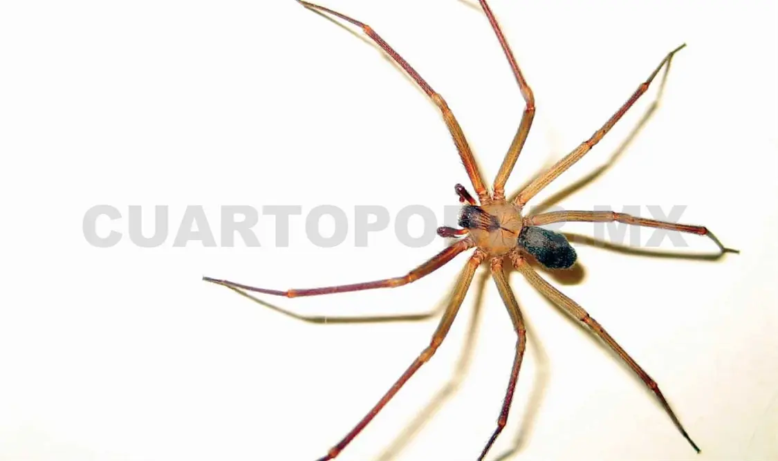Se busca medicina para niño picado por araña