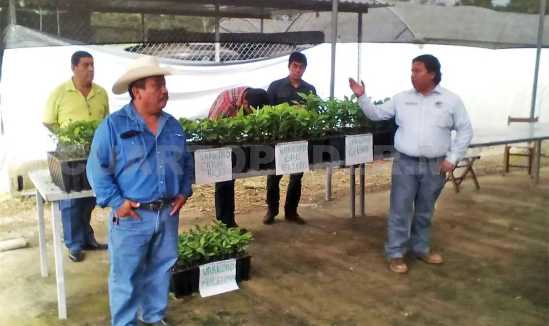 Entregan plantas de café para renovar cultivos